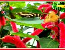 butterflies with pussy willows background