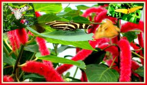 butterflies with pussy willows background