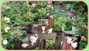 cali on porch with garden roses